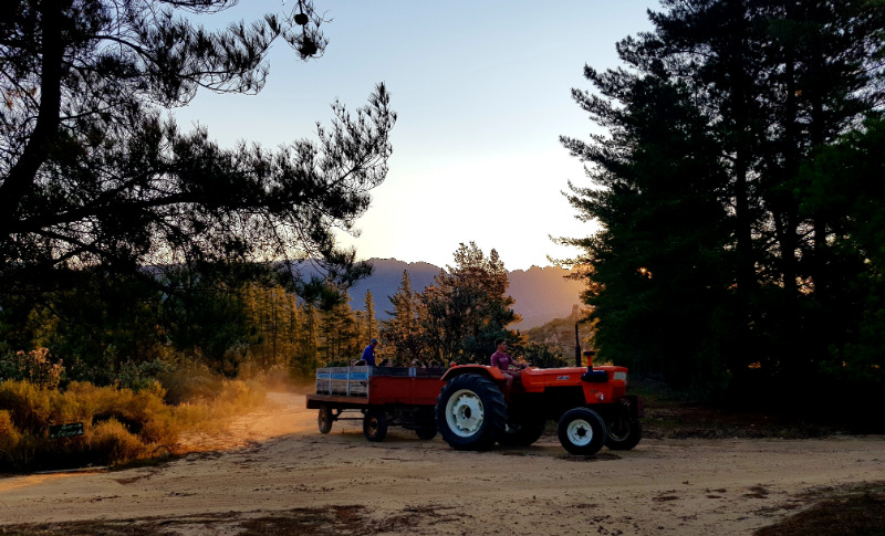 tractor ride on the farm