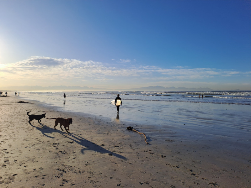 Surfer and dogs on Muizenberg Beach