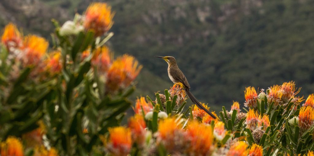kirstenbosch gardens cape town