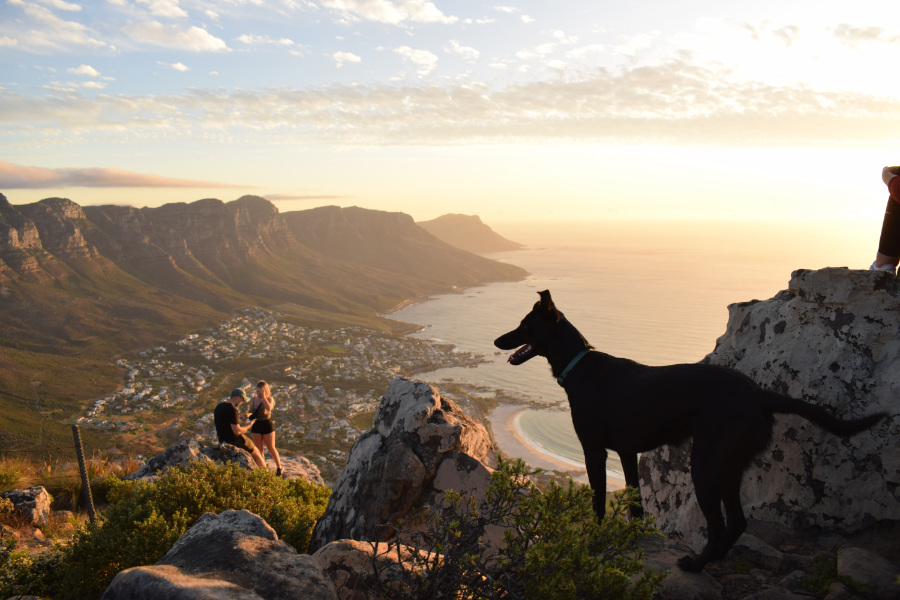 dog on lions head