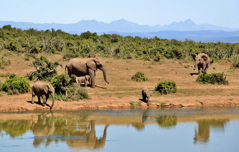elephants at the waterhole
