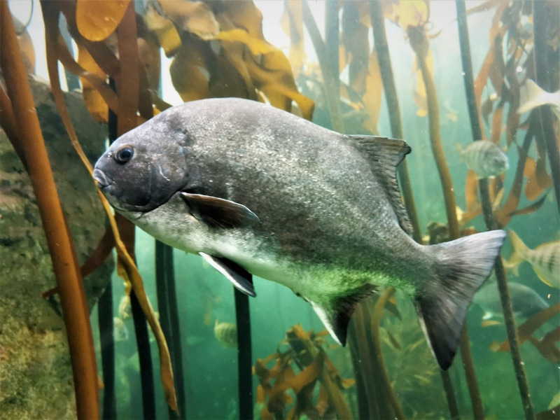 Galjoen among kelp