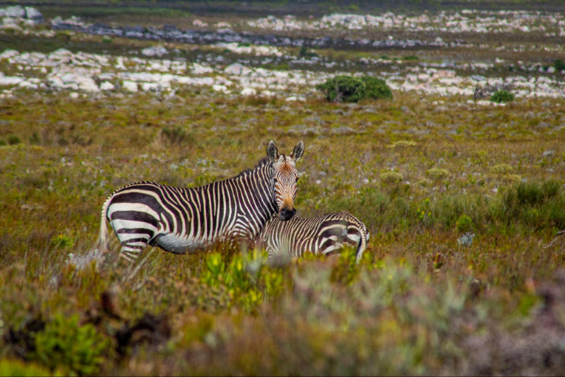 Cape mountain zebras in the Cape Point Nature Reserve