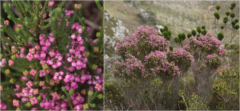 Berry Heath
