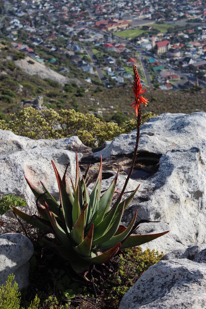 fynbos aloe
