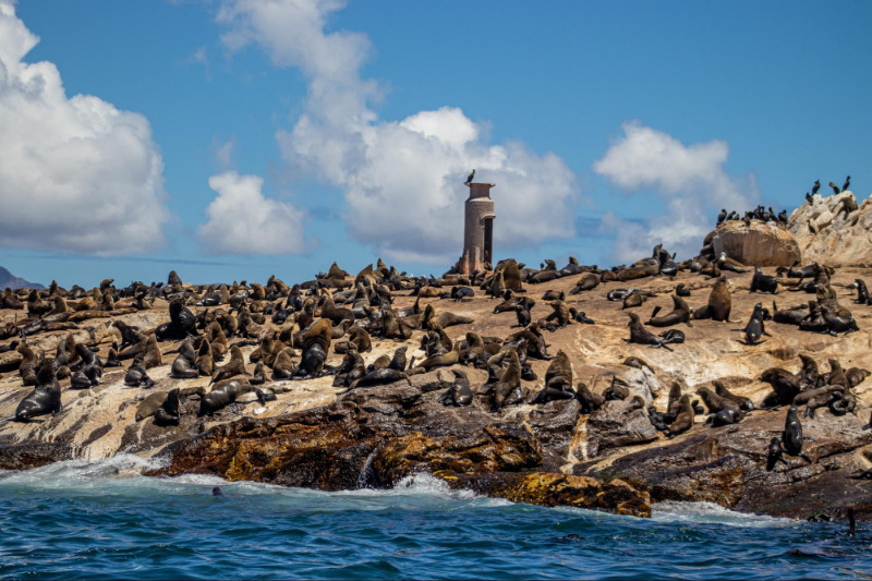 Cape fur seals resting on Seal Island in False Bay