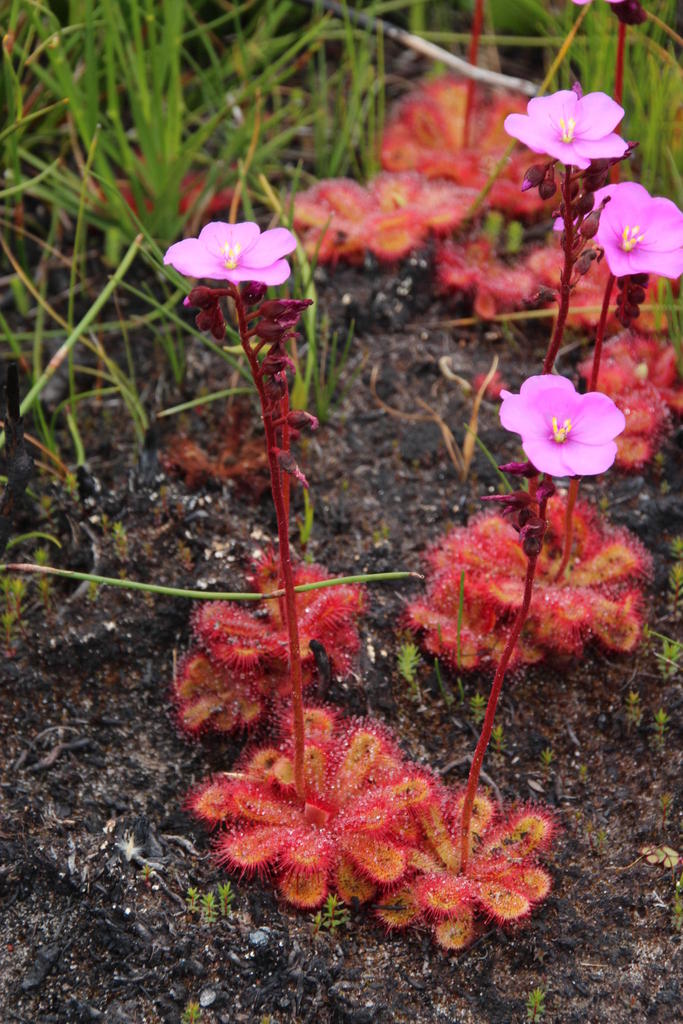 Peninsula Sundew
