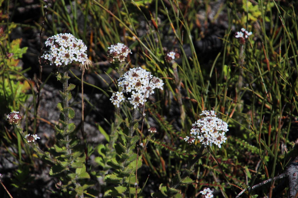 Peninsula Puffbush