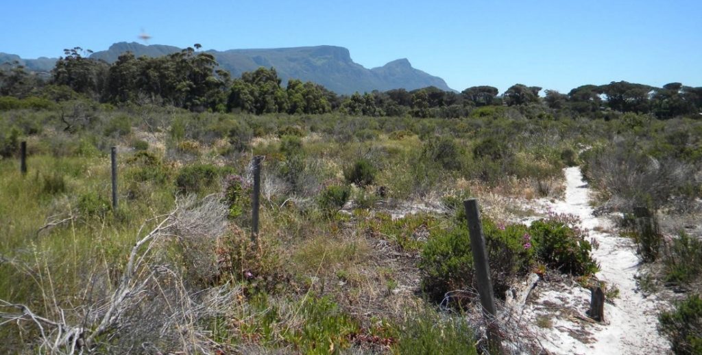View of restored Fynbos at Lower Tokai Park