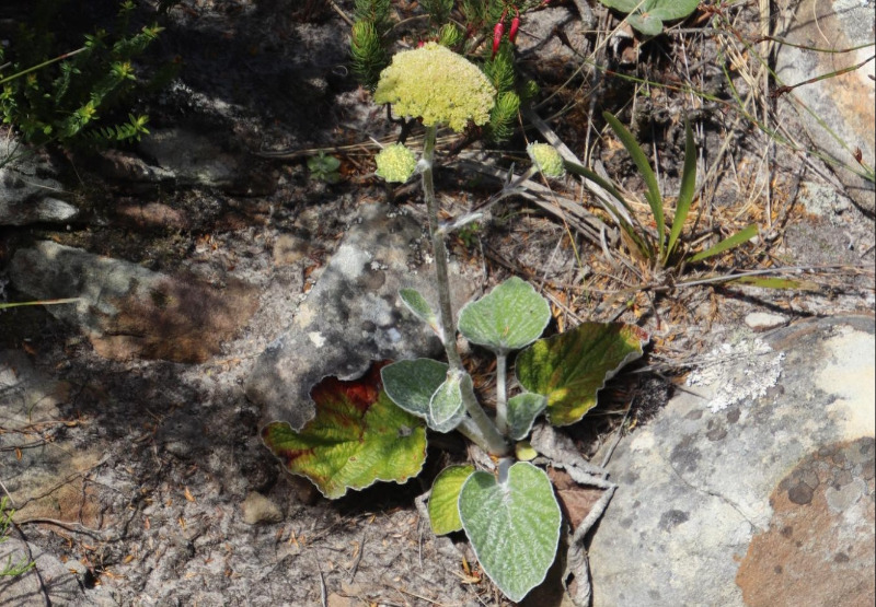 Woolly Tinderleaf