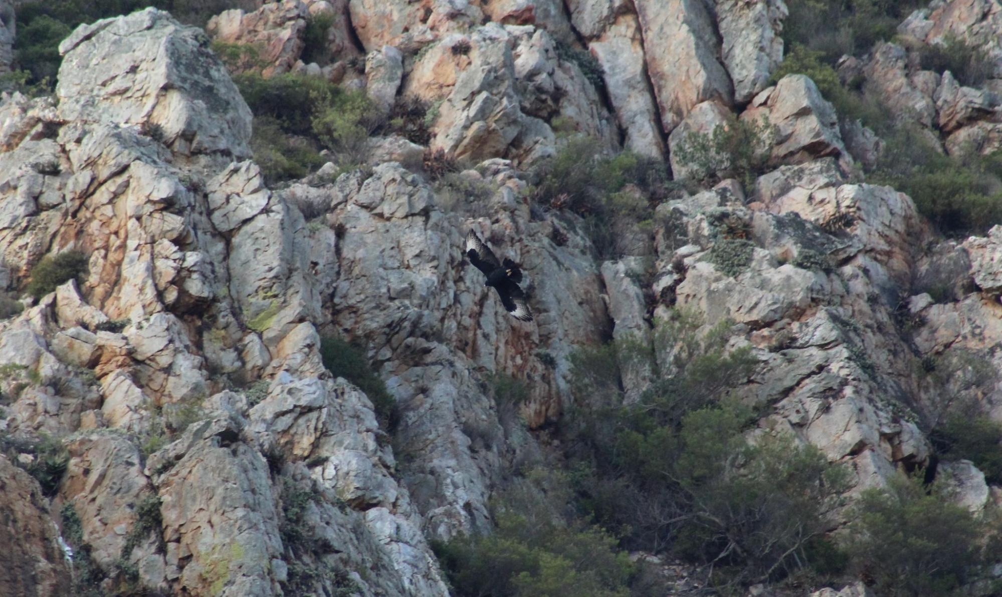 Verreaux’s Eagle