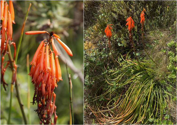Mountain Red-hot Poker