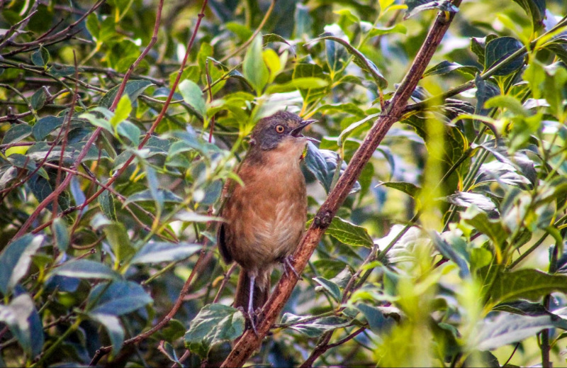 victorins warbler