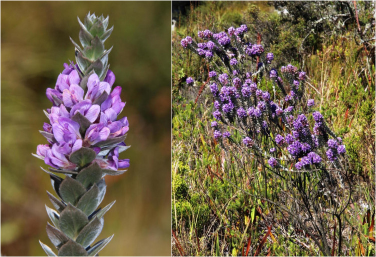 Kloof Amphithalea