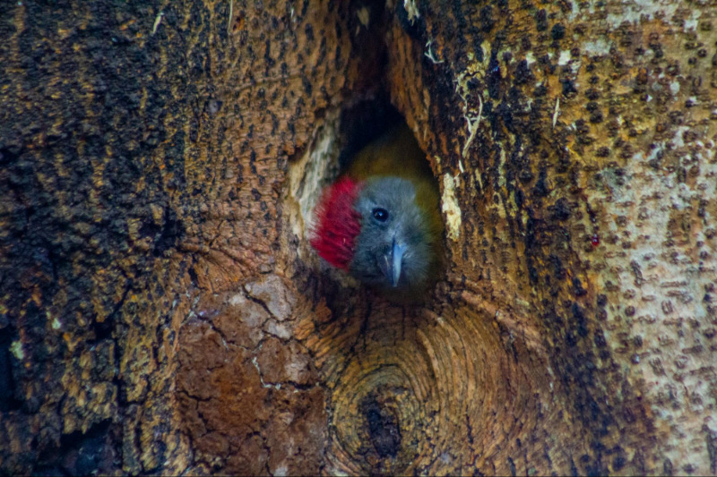 Olive Woodpecker