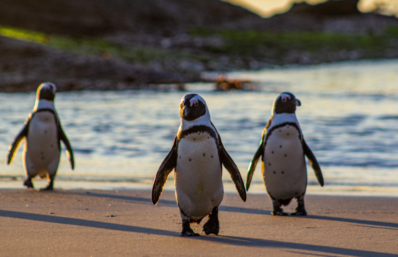 African Penguin