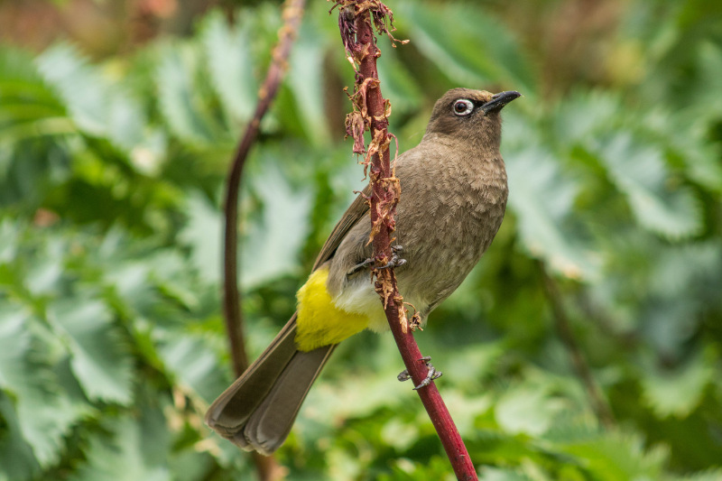 Cape Bulbul