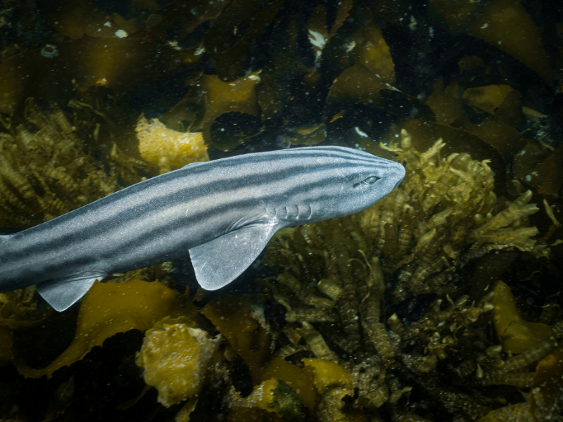pyjama shark