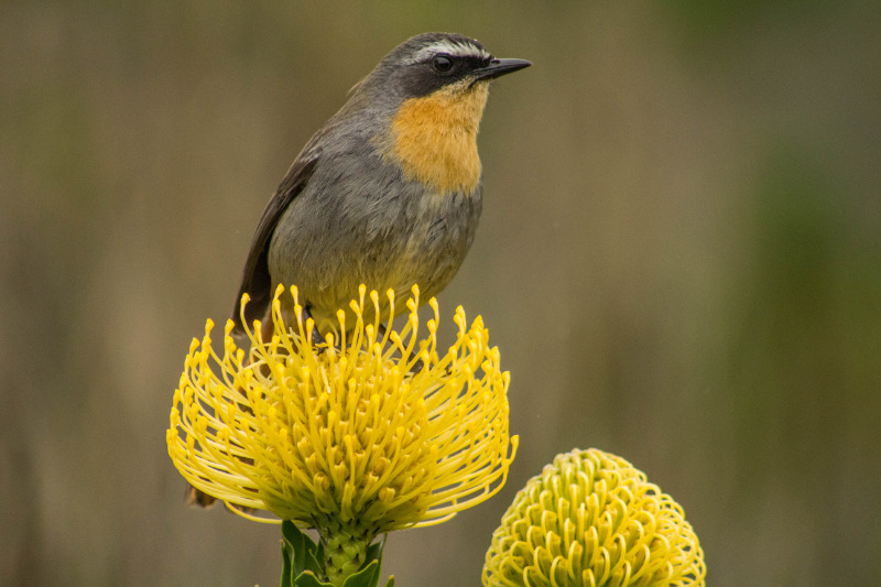 Cape Robin-chat