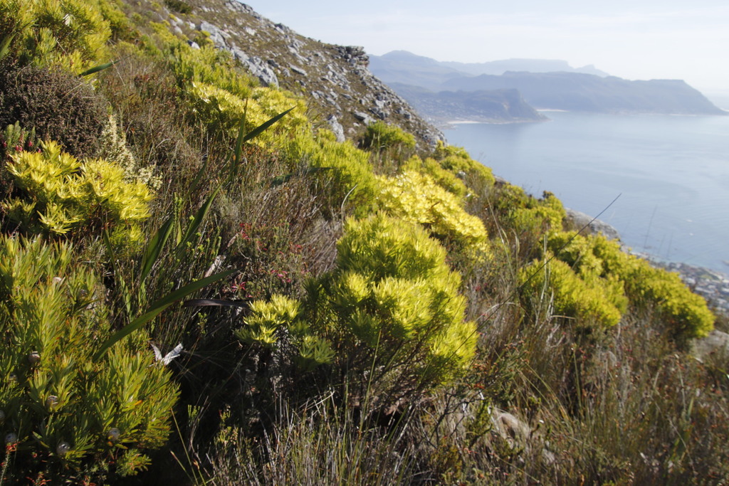 sickleleaf conebush
