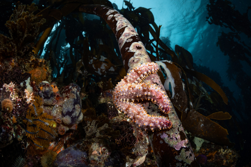 Spiny Seastar