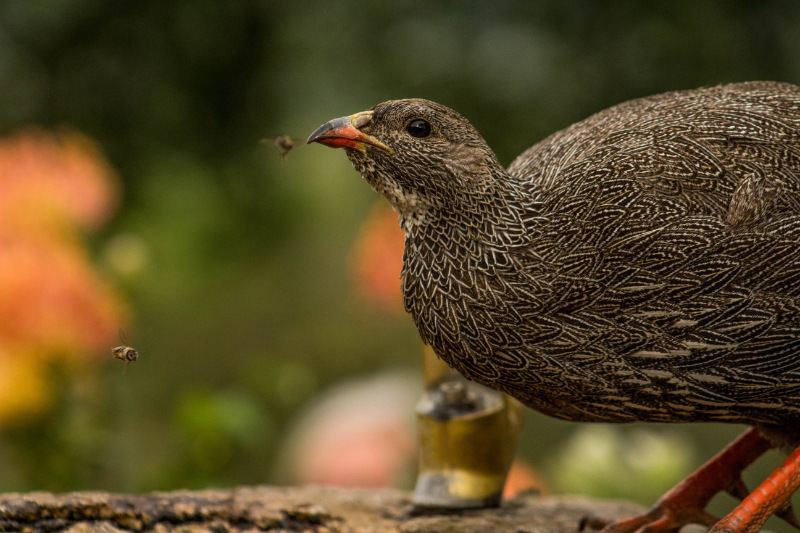 Cape Spurfowl