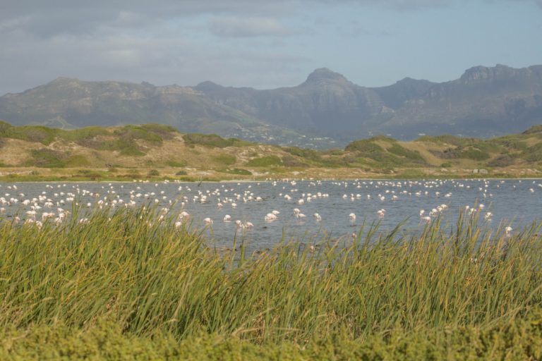 Strandfontein bird watching