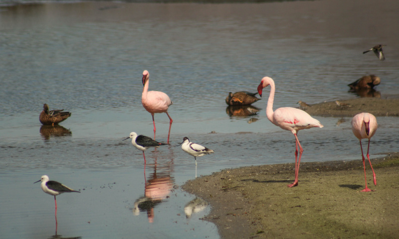 Strandfontein