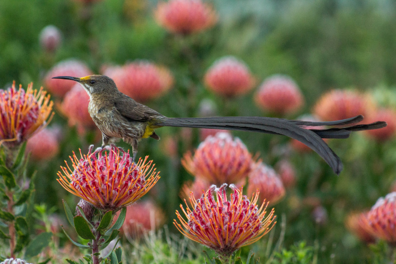 Cape Sugarbird