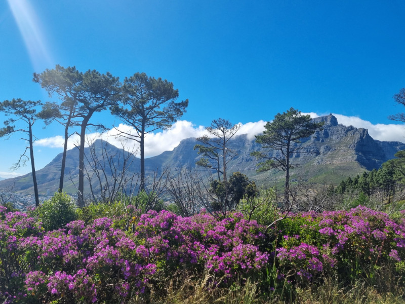 view of table mountain from signal hill in spring