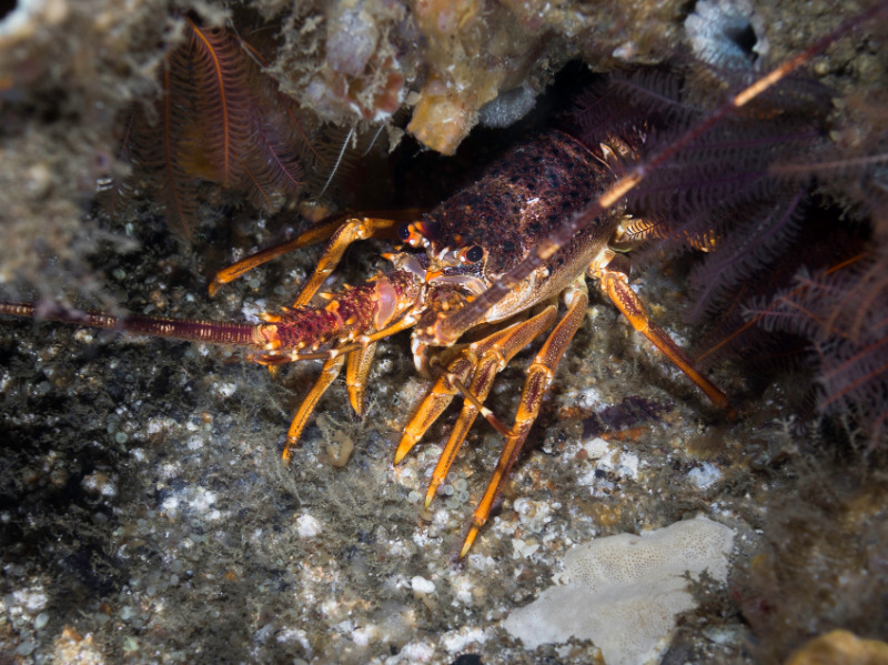 West Coast Rock Lobster