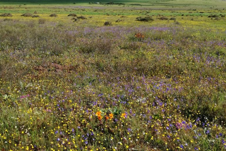 Wildflower tinie versveld reserve colours